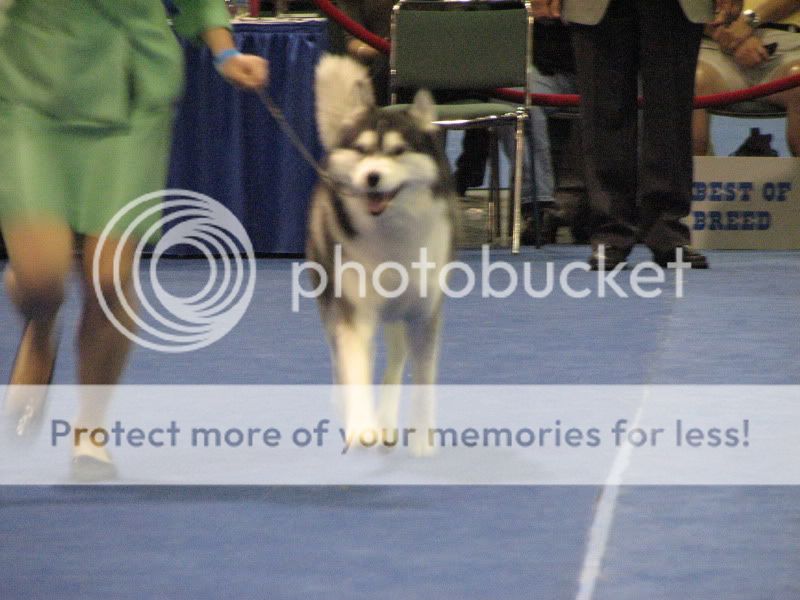 Went to the Eukanuba National Dog Show